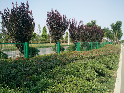 安徽蚌埠黃山大道綠化隔離項目 安徽蚌埠黃山大道綠化隔離項目