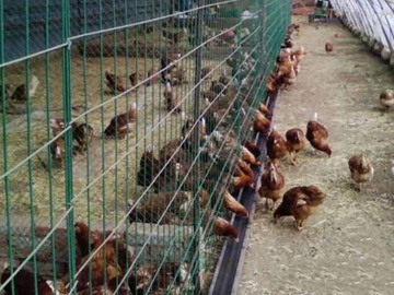 養殖場圍欄網 養殖場圍欄網